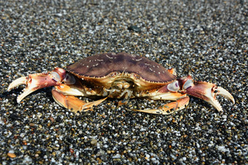 Crab at the Pacific ocean