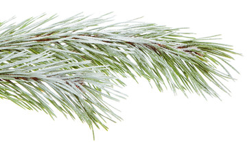 Pine branch
