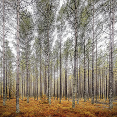 Autumn woodland scene