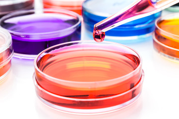 Pipette with drop of color liquid and petri dishes