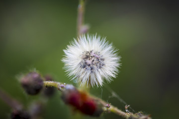 close up of a blow ball growing on a branch
