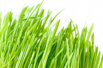 Fototapeta na wymiar Fresh green grass
