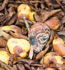 rotten pears in the autumnal foliage