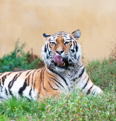 Naklejka na ściany i meble Bengal tiger lying in the grass licking its face