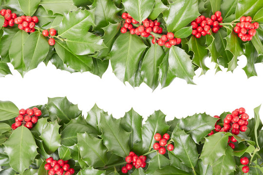 Holly border, Christmas decoration with clipping path