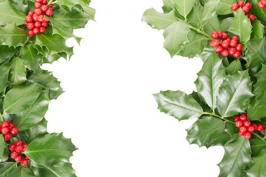 Holly border isolated on white, clipping path