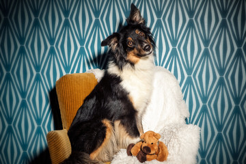 sitzender Hund