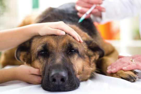 veterinary surgeon is giving the vaccine to the dog German Sheph