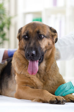  veterinarian calms the German Shepherd Dog