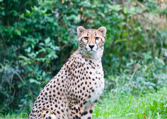 cheetah sitting in the grass looking at camera