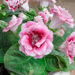 Pink Begonia
