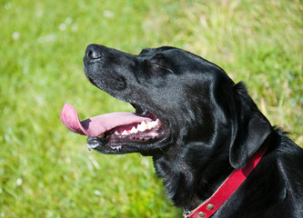 side view portrait of a panting black labrador retriever dog