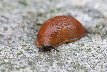 closeup of a slug crawling on the street