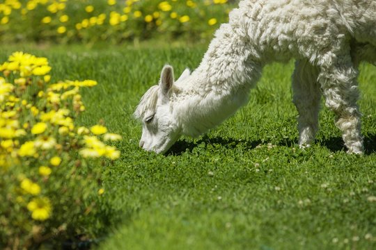 Baby lama feeding on grass surrounded with yellow flowers.