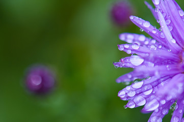 detail of a aster covered with dewdrops