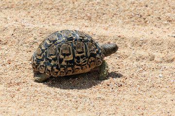 Pantherschildkröte