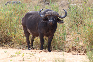 Obraz premium Afrikanischer Büffel