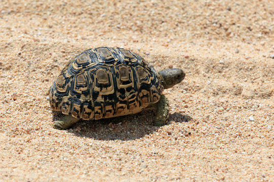 Pantherschildkr&ouml;te