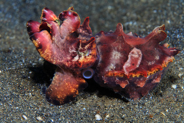 Flamboyant cuttlefish (Metasepia pfefferi) © aquapix