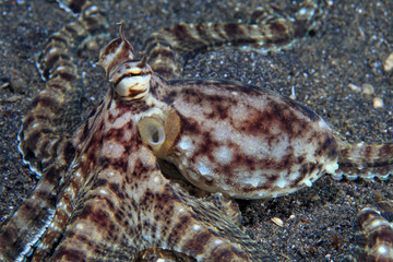 Mimic octopus (Thaumoctopus mimicus)