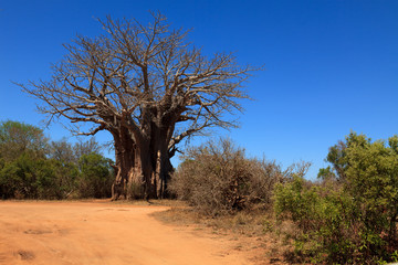 Afrikanischer Affenbrotbaum
