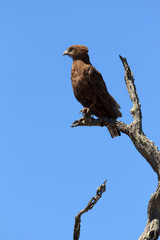 Brauner Schlangenadler