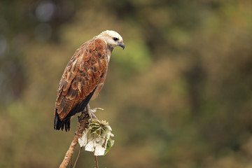 Black-collared hawk, Busarellus nigricollis