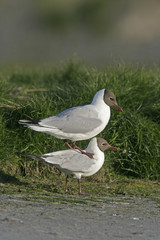 Black-headed gull, Larus ridibundus