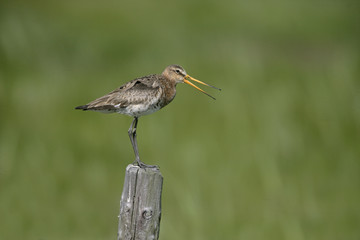 Black-tailed godwit, Limosa limosa