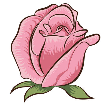 Illustration of rose
