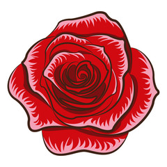 Illustration of rose