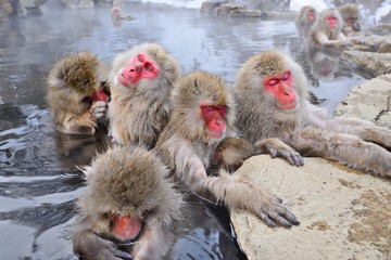 Snow Monkeys bathing in Hot Springs in Nagano, Japan