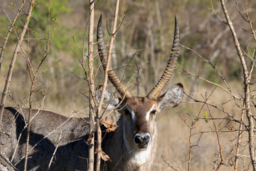 Wasserbock