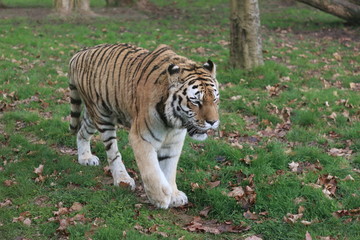 Tigre de Sibérie ou Siberian tiger 