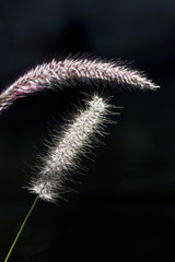 Fototapeta premium Ornamental grasses distinct against black background