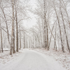 Snow Covered Winter Pathway