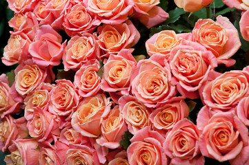 roses background
