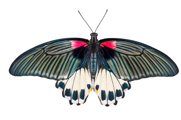 Top view of female Great mormon Butterfly