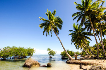 Tropical beach with palms and mangroves