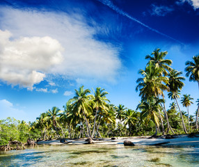 Plakat Tropikalna plaża z palmami i namorzyny