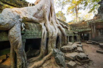 Fototapeta na wymiar Ta Prohm Temple, Cambodge, Siem Reap