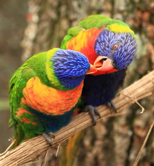 tendresse d'un couple de loris arc-en-ciel