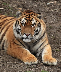 Fototapeta na wymiar tygrysy można Bengale