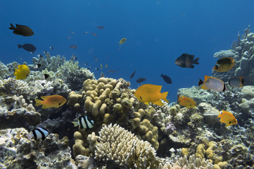 Fototapeta na wymiar Tropical Fish on the coral reef