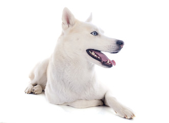 Obraz premium siberian husky
