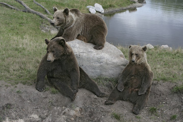 European brown bear, Ursus arctos