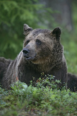 European brown bear, Ursus arctos arctos