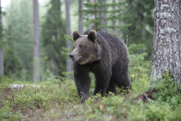 Obraz na płótnie Canvas European brown bear, Ursus arctos arctos