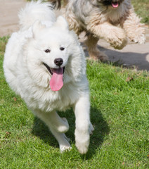 tibetian terrier and samoyed