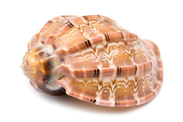 Sea Shell On White